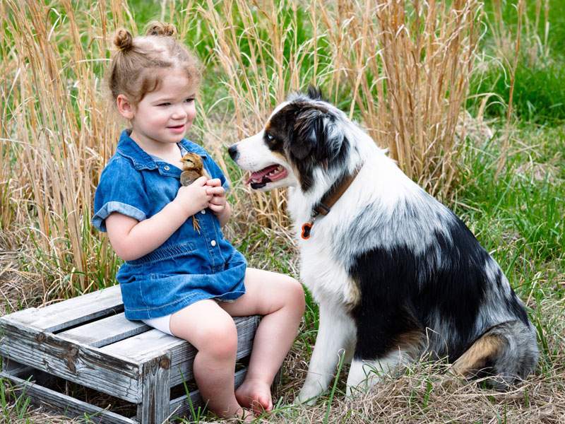 Little girl in a denim dress holding a baby chick beside an Australian shepherd in tall prairie grass — coordinated outfit choice for a Texas family session