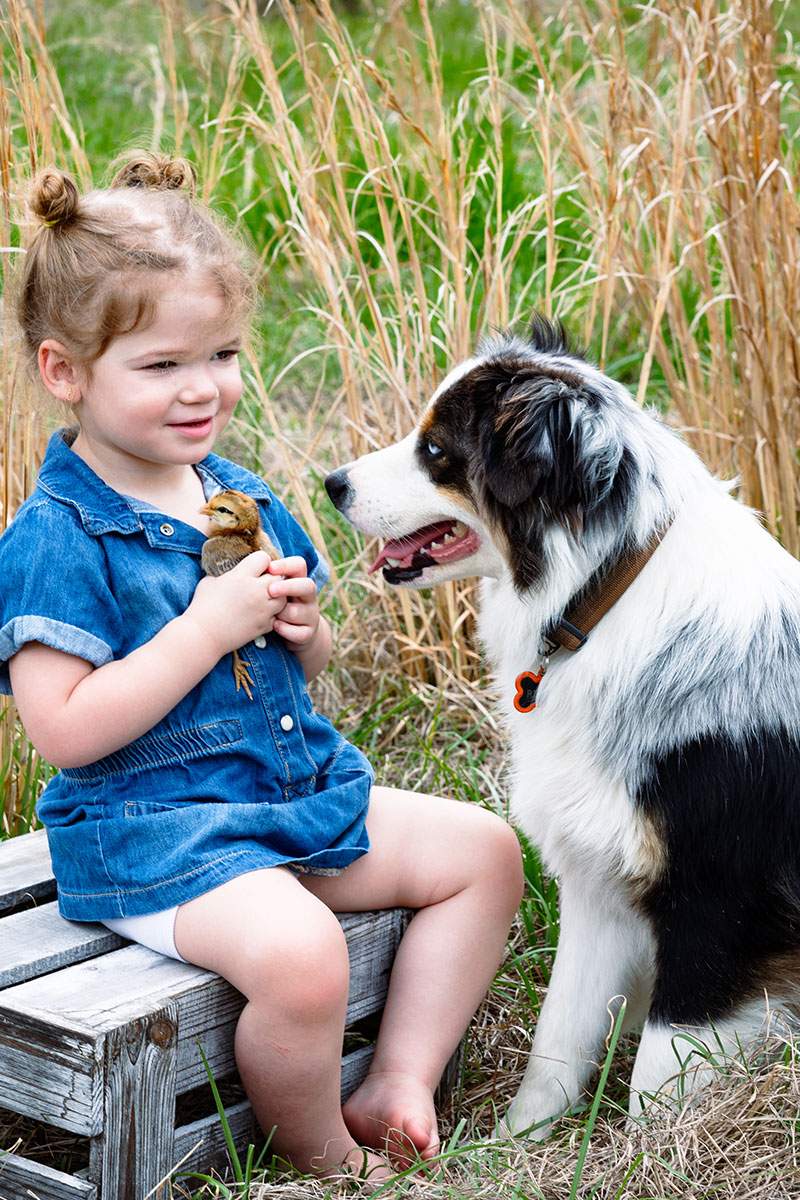 Little girl holding a baby chick beside an Australian shepherd — Frisco newborn and family photography by BK Bennett